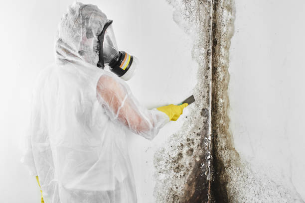 Best Commercial Mold Inspection  in Ara, AL