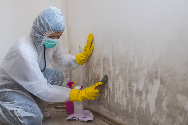 Why You Should Choose Our Mold Remediation Services in Ara, AL